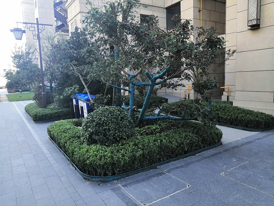 上河天著实景图(果树)