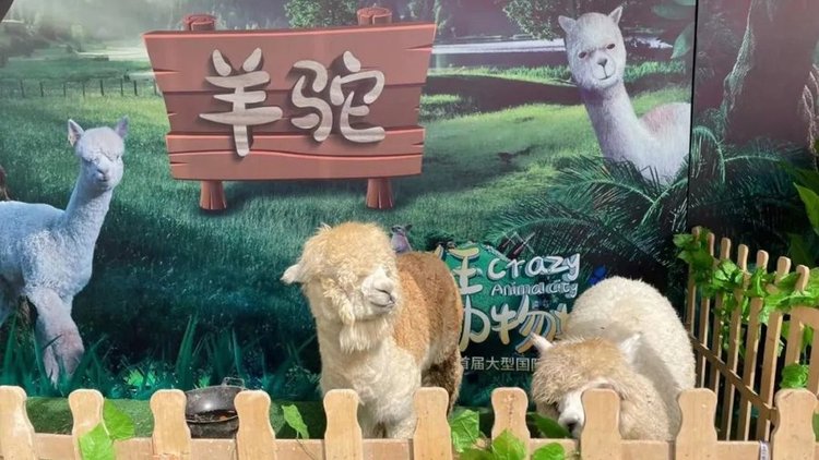 观棠上境首届大型国际萌宠展(羊驼)